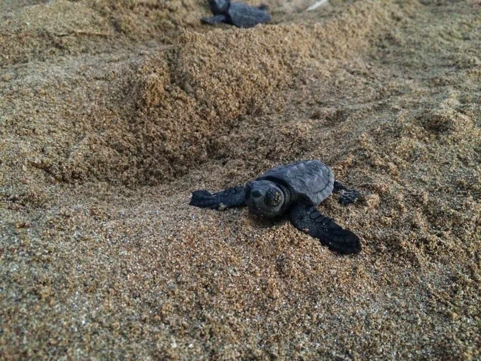 schiusa di Caretta caretta a Cefalonia